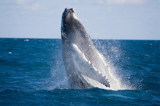 Whale-Watching and Orange County Beaches Tour From Anaheim - Reviews and Cancellation Policy