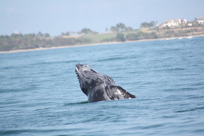 Whale Watching and Snorkeling in Marietas Islands National Park - Snorkeling Tour to Marietas Islands
