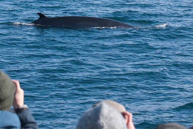 Whale Watching & ATV Adventure From Reykjavik - End Point and Return