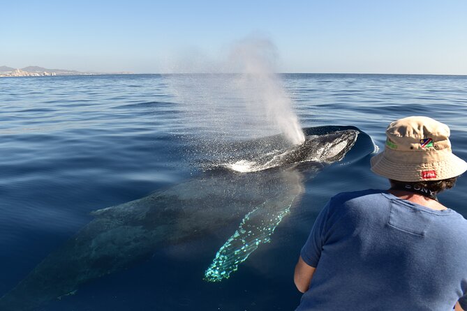 Whale Watching Boat Tour in Cabo San Lucas - Meeting and Pickup