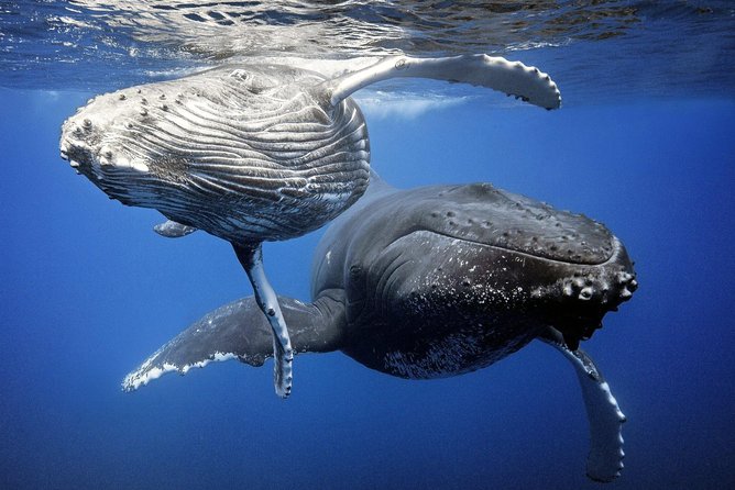 Whale Watching Bora Bora - Inclusions and Pickup