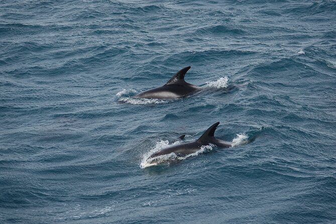 Whale Watching by RIB Speedboat From Downtown Reykjavik - Whats Included in the Tour