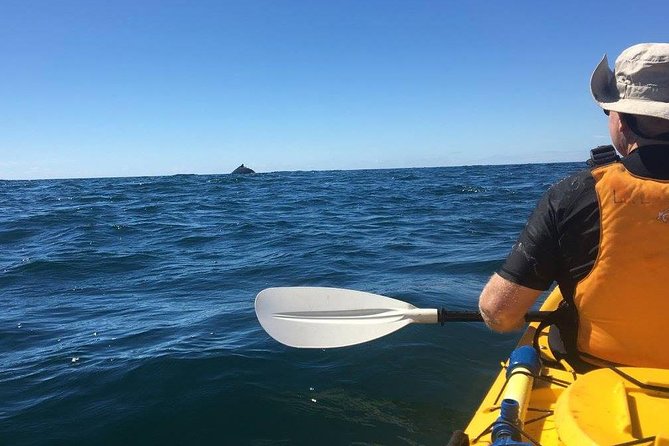 Whale Watching by Sea Kayak in Batemans Bay - Experience Highlights