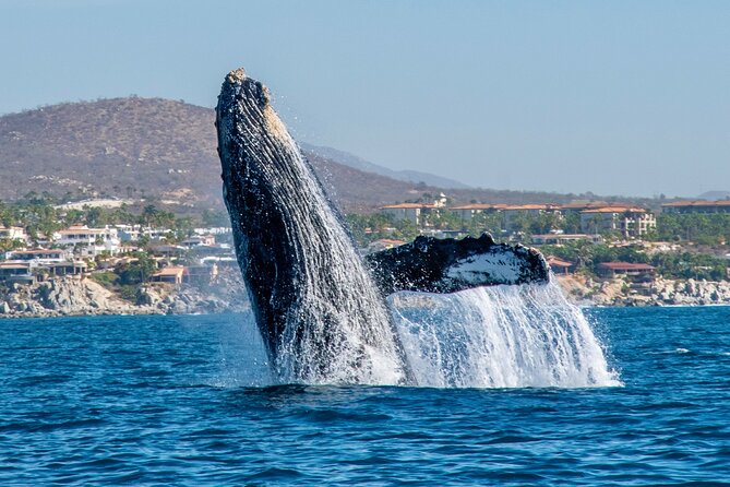 Whale Watching by Zodiac in Cabo San Lucas With Photos Included - Capturing Unforgettable Moments