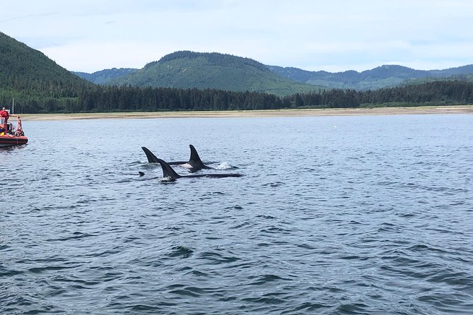 Whale Watching Charters Through Icy Strat Alaska - Inclusions and Pickup Details