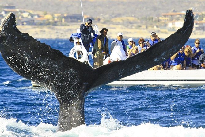Whale Watching Cruise in Cabos San Lucas and Ground Transportation - Important Information
