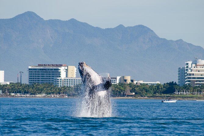 Whale Watching Cruise In Puerto Vallarta & Nuevo Vallarta - What to Expect