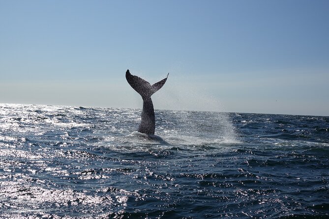 Whale Watching Cruise on a Yacht in Reykjavik - Sail Through Faxalfoi Bay