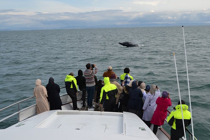 Whale Watching & Dolphin Yacht Cruise - Overview and Itinerary