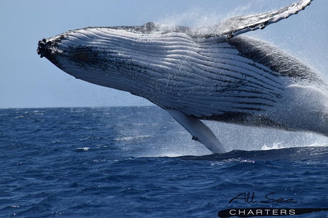 Whale Watching Dunsborough - Expert Guides and Whale Spotting Opportunities