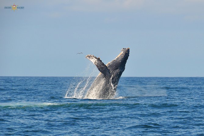 Whale Watching Expedition - Inclusions