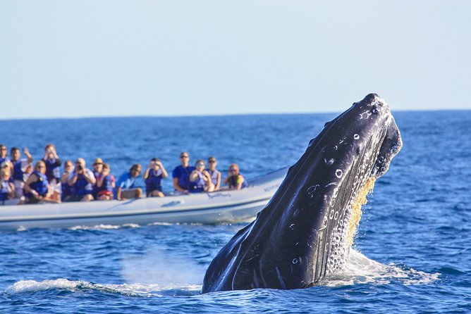Whale Watching Experience - Tour Information