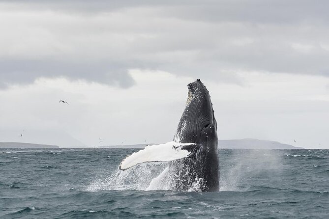 Whale Watching From Downtown Akureyri - Whale Sightings and Observations
