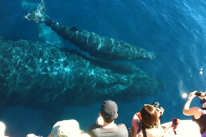 Whale Watching From Maalaea Harbor - Additional Information