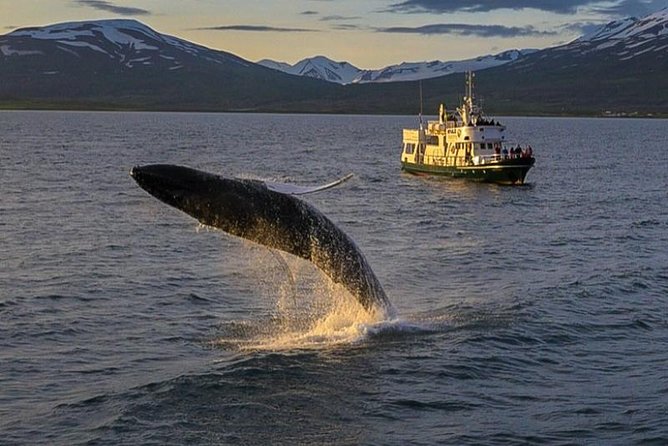 Whale Watching From the Heart of Akureyri - Overview and Amenities