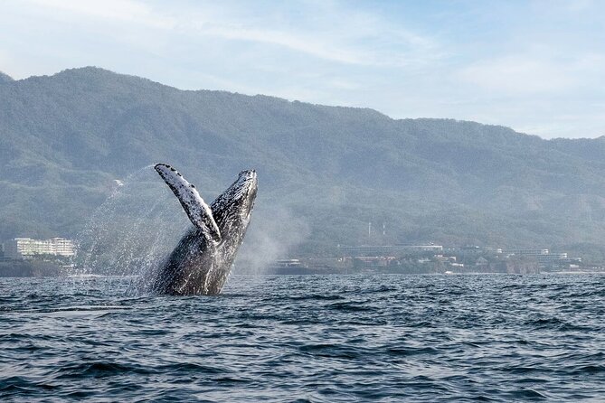 Whale Watching Guaranteed Experience in Puerto Vallarta - Booking and Flexibility