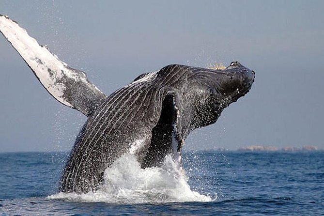 Whale Watching in Cabo San Lucas: Sightseeing Cruise and Shopping - Whale Watching and Sightseeing