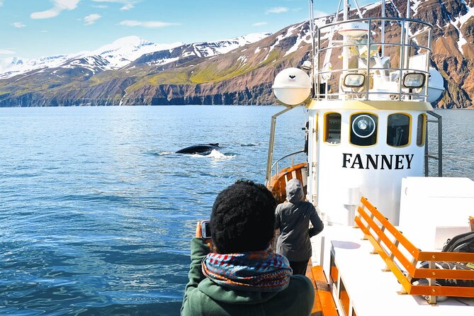 Whale Watching in Husavik - Observe Wild Seabirds and Playful Dolphins