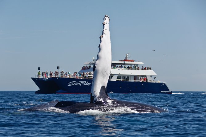 Whale Watching Lunch Cruise in Cabo San Lucas - Traveler Photos and Reviews