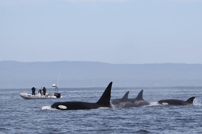 Whale Watching Monterey Bay Semi-Private Limited to 6 People Max - Meeting and Pickup Details