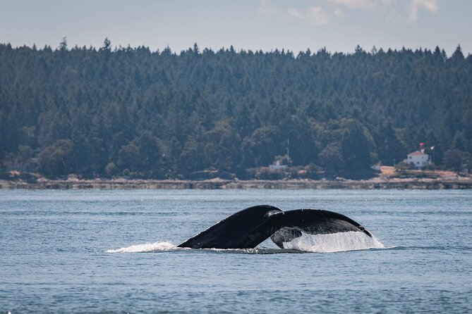 Whale Watching Nanaimo Open Boat Tour - Whats Included