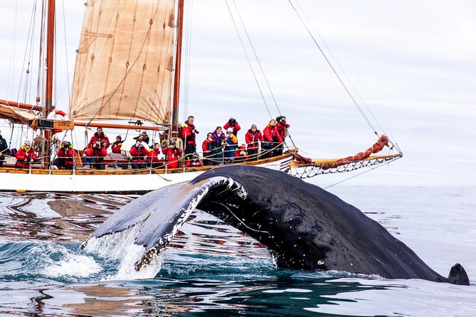 Whale Watching on a Traditional Oak Sailing Ship From Husavik - Meeting and Ticket Redemption