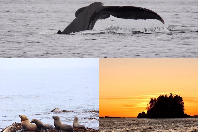Whale Watching & Sightseeing Tour in Ucluelet, Vancouver Island - Additional Information