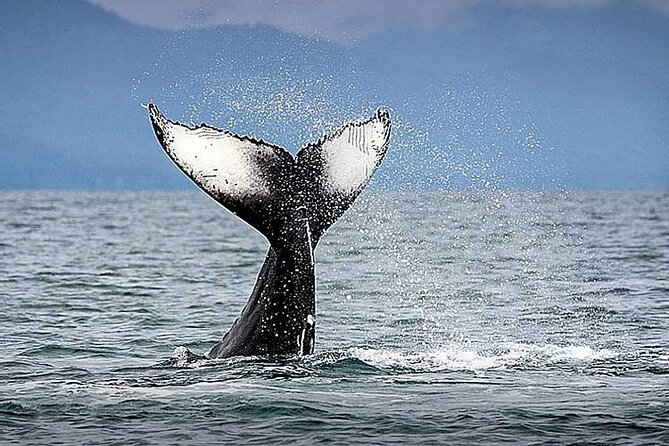 Whale Watching & Snorkeling Private Yacht Tour Cabo With Food & Drinks - Participant Requirements