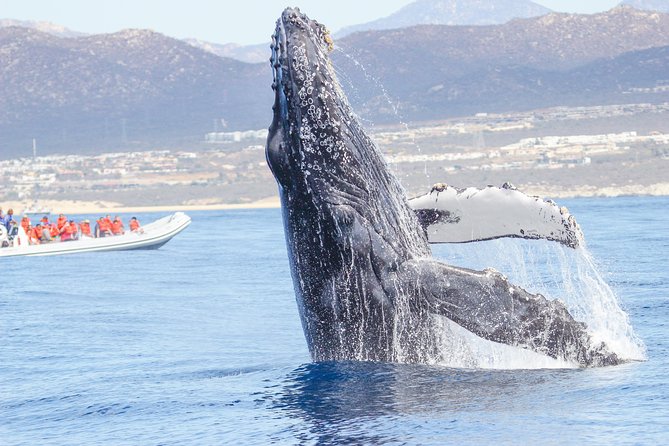Whale Watching, The Famous Arch and Fast Boat Tour in Los Cabos - Exploring the Famous Arch of Los Cabos