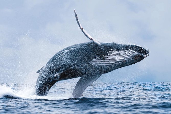 Whale Watching Tour From Reykjavik - Additional Information