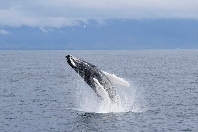 Whale-Watching Tour From Reykjavik - Reasons to Choose This Tour