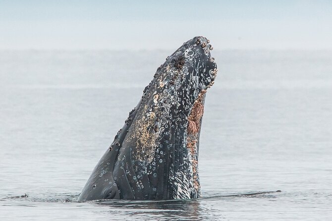 Whale Watching Tour in a Zodiac Boat in Victoria - Tour Information