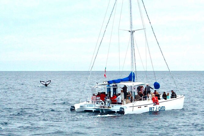 Whale Watching Tour in Los Cabos - What to Expect