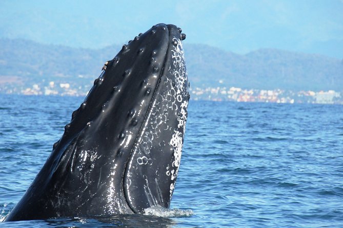 Whale Watching Tour Leaded by Biologist at 1 Pm - Timing and Meeting Point