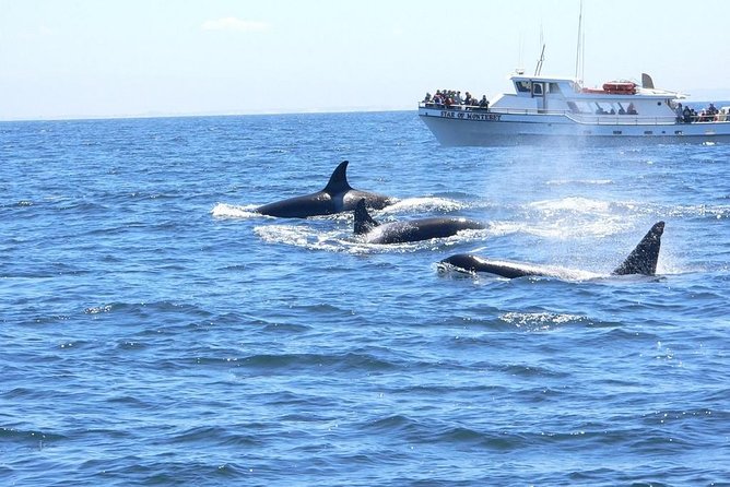 Whale Watching Tour - Inclusions