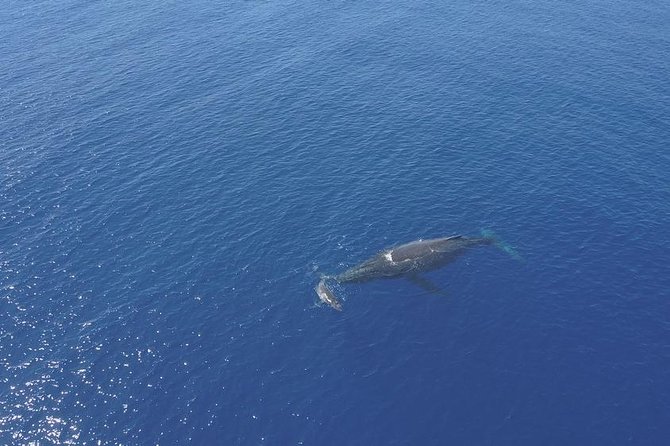 Whale Watching Tours in Bora Bora - Important Information and Requirements