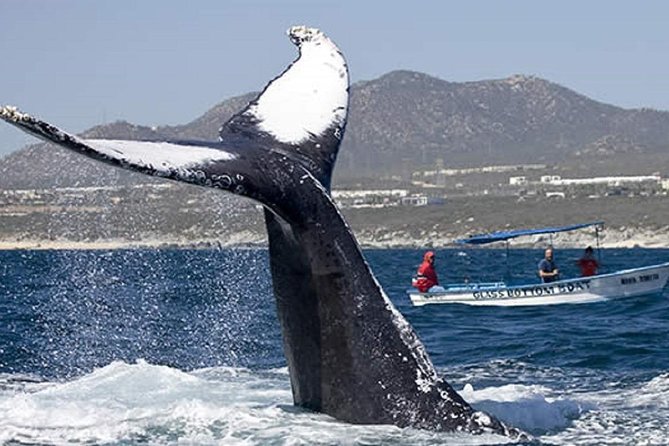 Whale Watching With Hydrophones! Hear the Whales! - Certified Guide for Expert Guidance