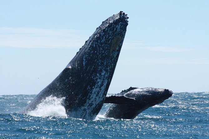 Whale Watching Zodiac in Cabo San Lucas With Comp Transportation - Pickup Details