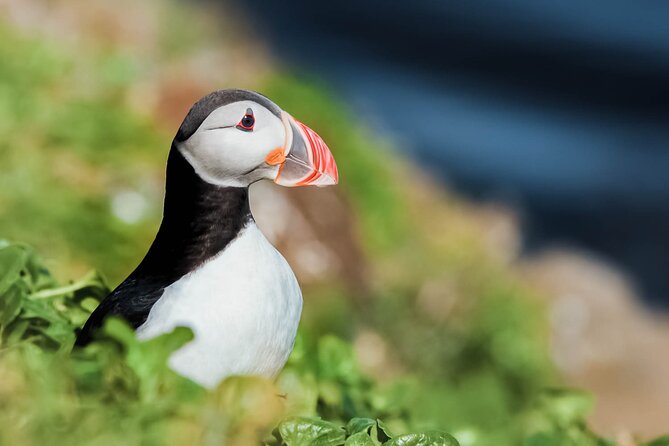Whales and Puffins Tour From Husavik - Meeting and Pickup Information