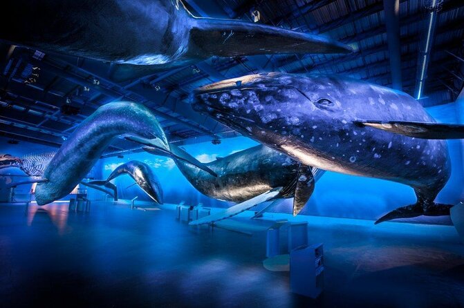 Whales Of Iceland Admission Ticket - Explore the Whales of Iceland Exhibition
