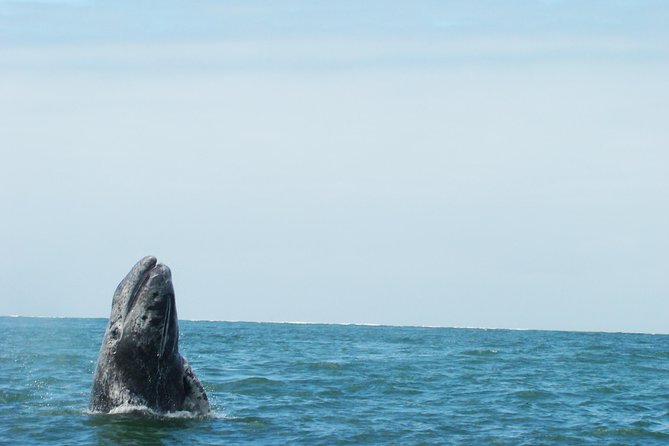 Whales Tour From La Paz - Maximum Traveler Limit and Additional Details