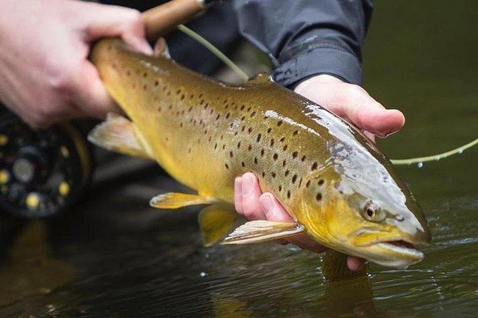 Wild Brown Trout Fishing. Lough Corrib. French Speaking Ghillie/Guide. Full Day. - Overview of the Experience