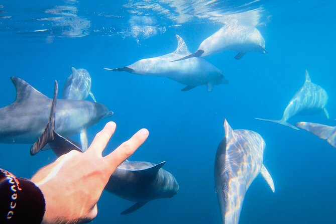 Wild Dolphin Swim Cruise - Additional Information