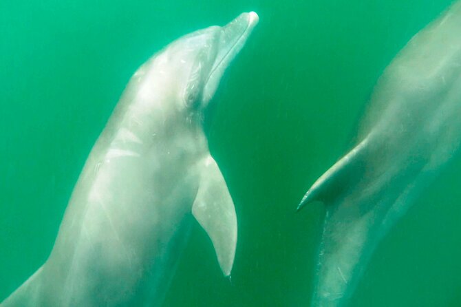 Wild Dolphins Encounter & Snorkeling - Tour Highlights