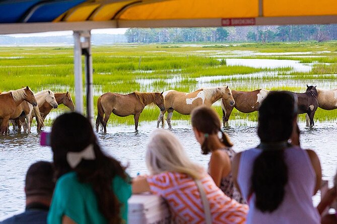 Wild Pony Watching Boat Tour From Chincoteague to Assateague - Meeting and Pickup