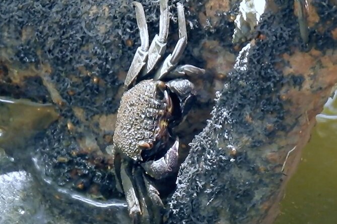 Wildlife at Sungei Buloh Wetland Reserve - Flora and Fauna Exploration