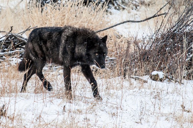Wildlife & Wolf Private Tour With Lunch - Pickup Information