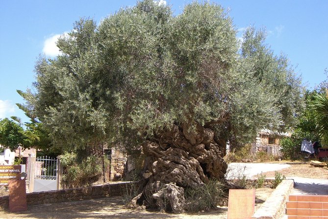 Wine, Beer, Olive Oil Tasting Private Tour (Price per Group of 6) - Viator Help Center