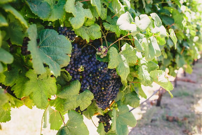 Wine, Brew and Spirits Tasting Tour - Inclusions and Meeting Point