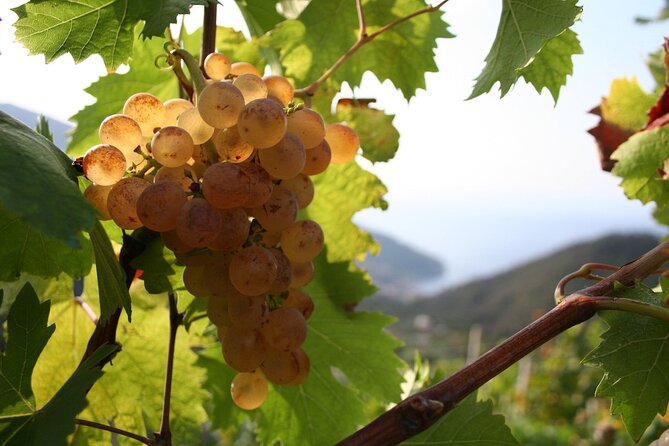 Wine & Food Tour in Sardinia : Small Group - Culinary Experiences